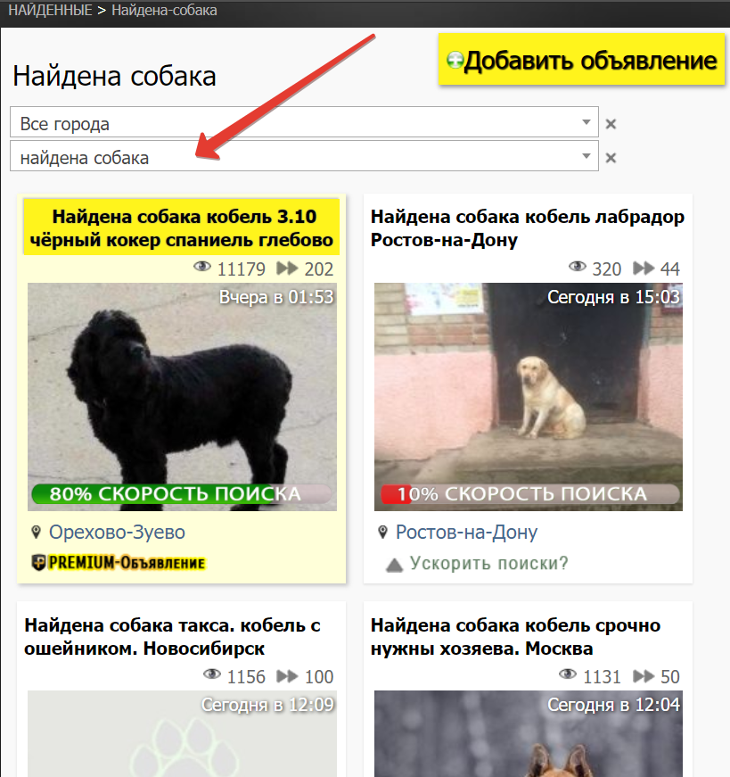 Пропавшие собаки в найденных Фото пропавших собак на поискзоо